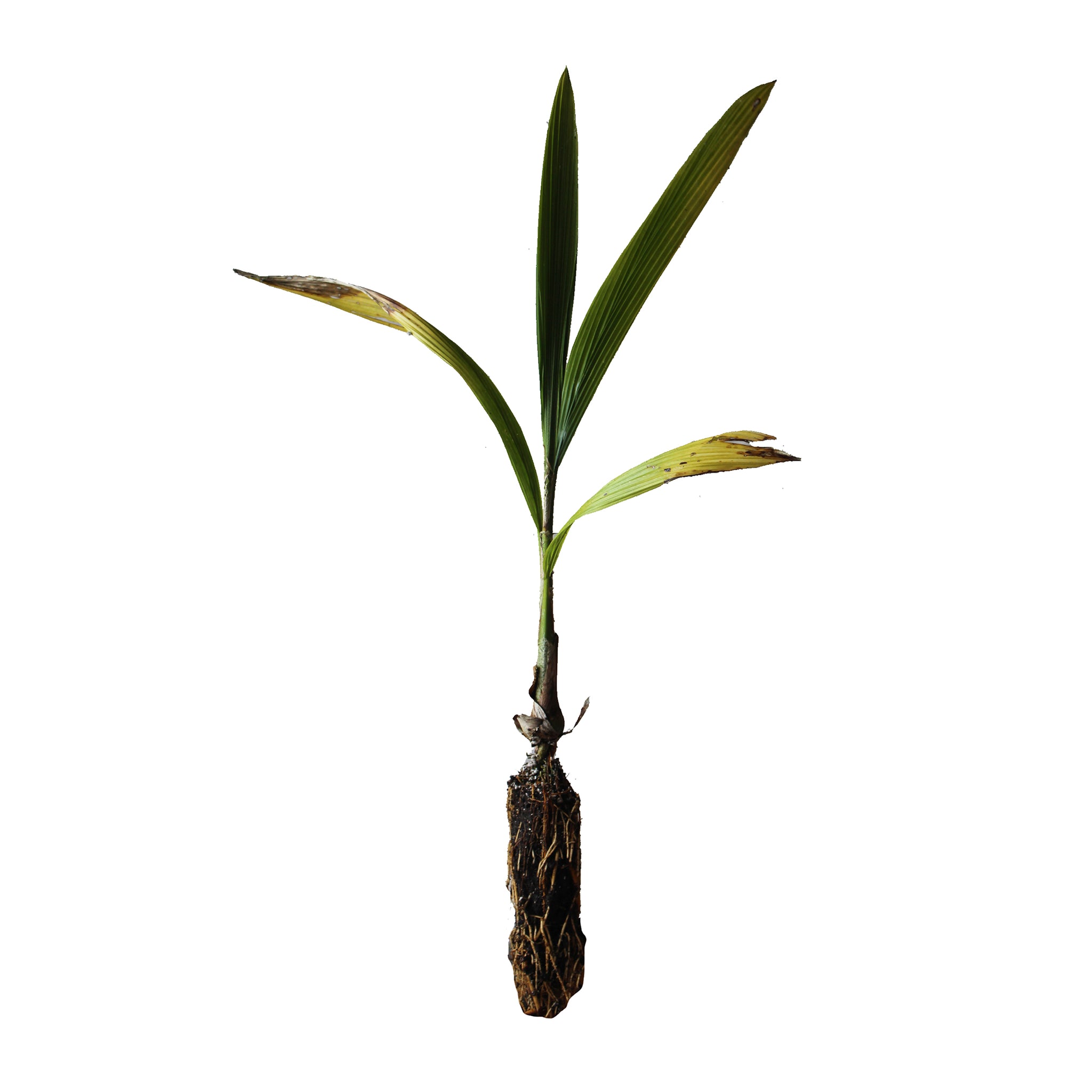 planting queen palm seeds Queen Palm