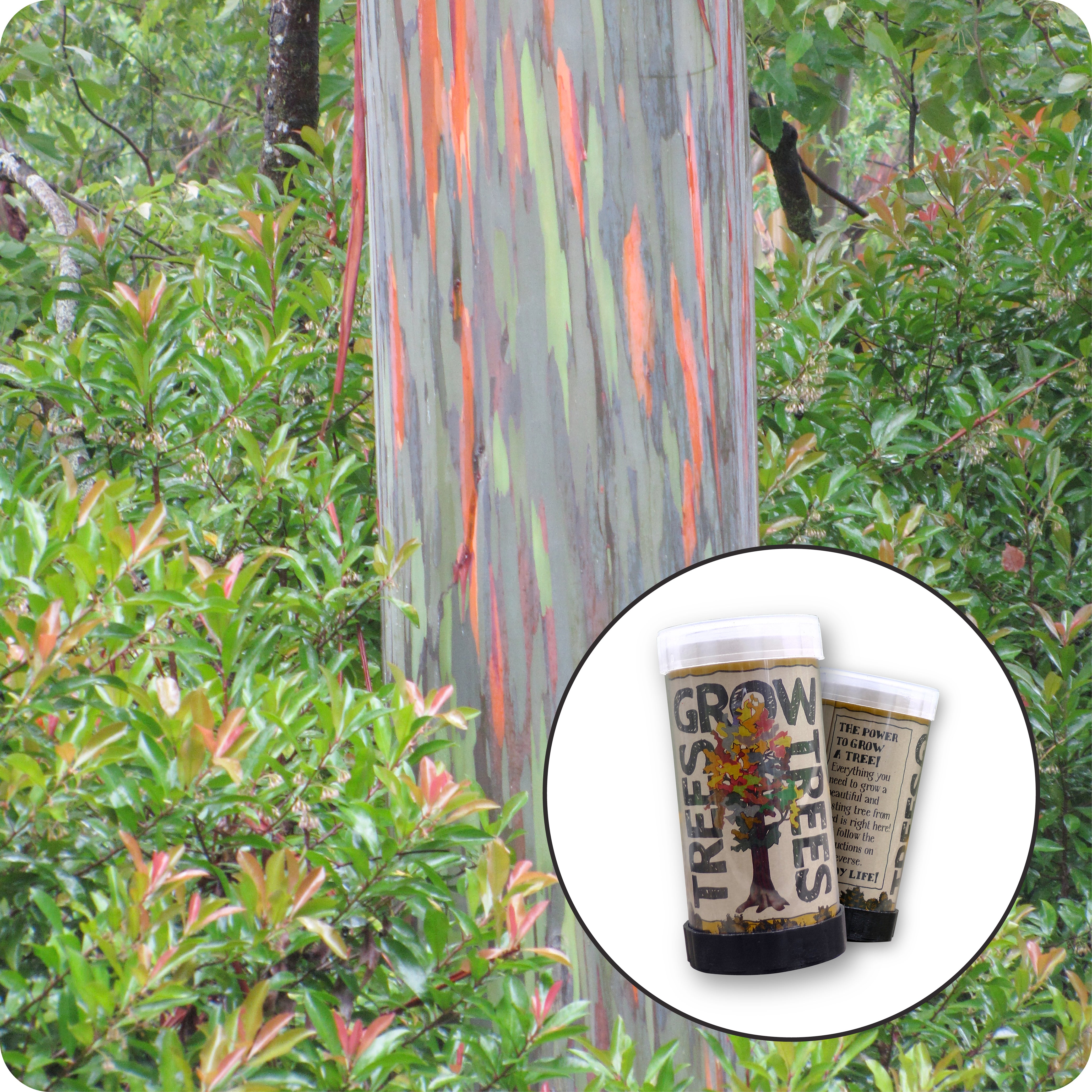 Rainbow Eucalyptus | Mini-Grow Kit – The Jonsteen Company