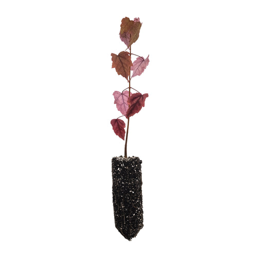 Red Maple | Medium Tree Seedling | The Jonsteen Company