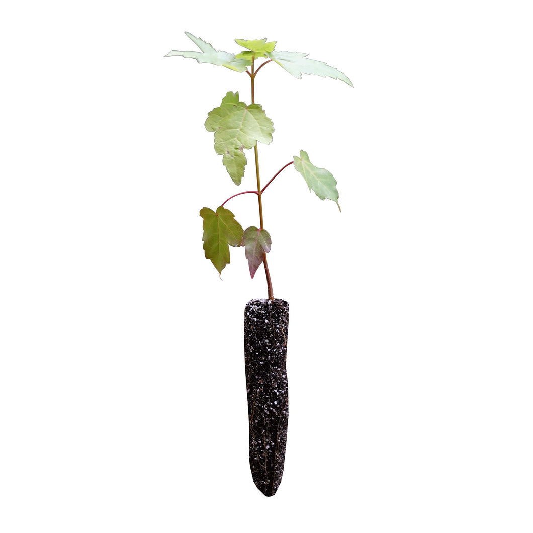 Red Maple | Small Tree Seedling | The Jonsteen Company