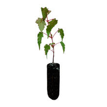 Load image into Gallery viewer, Red Snakebark Maple | Medium Tree Seedling | The Jonsteen Company