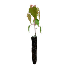 Load image into Gallery viewer, Red Snakebark Maple | Small Tree Seedling | The Jonsteen Company