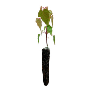 Red Snakebark Maple | Lot of 30 Tree Seedlings | The Jonsteen Company