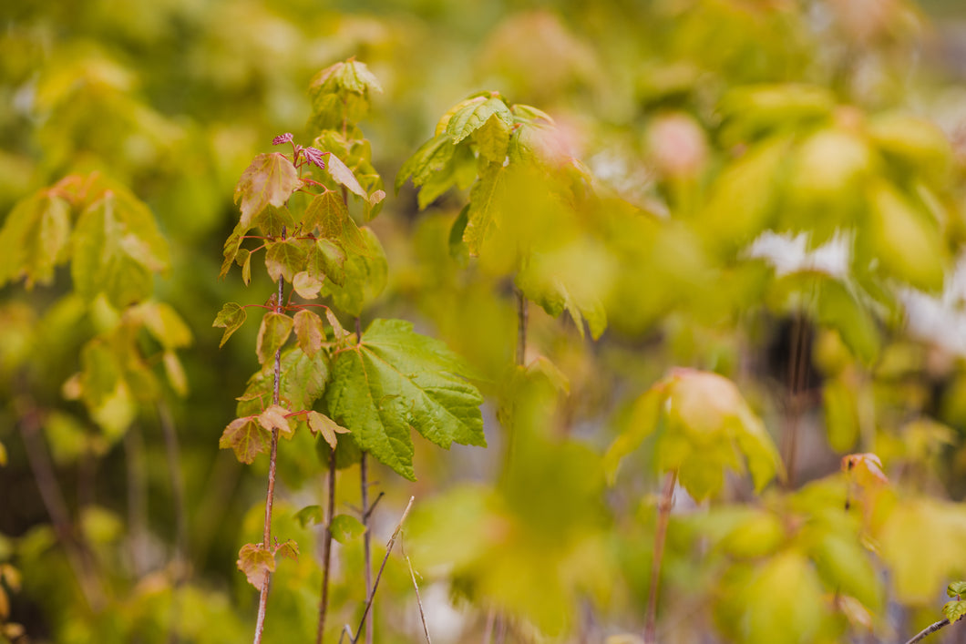 Red Maple | Lot of 30 Tree Seedlings | The Jonsteen Company