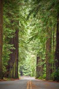 Coast Redwood | Large Tree Seedling | The Jonsteen Company