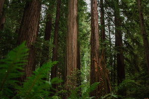Arbor Day | Coast Redwood | The Jonsteen Company