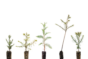 Redwoods of the World | Collection of 5 Seedlings | The Jonsteen Company