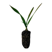 Load image into Gallery viewer, Sabal Palm | Medium Tree Seedling | The Jonsteen Company
