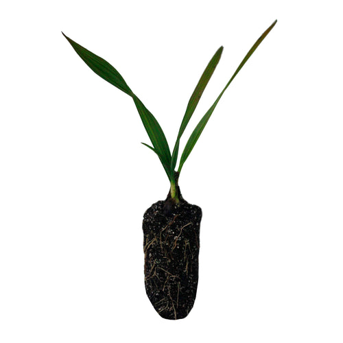 Sabal Palm | Medium Tree Seedling | The Jonsteen Company