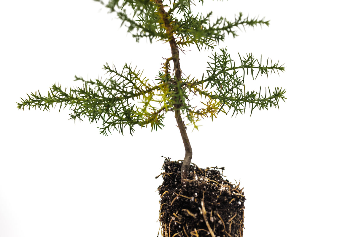 Santa Cruz Cypress | Medium Tree Seedling – The Jonsteen Company