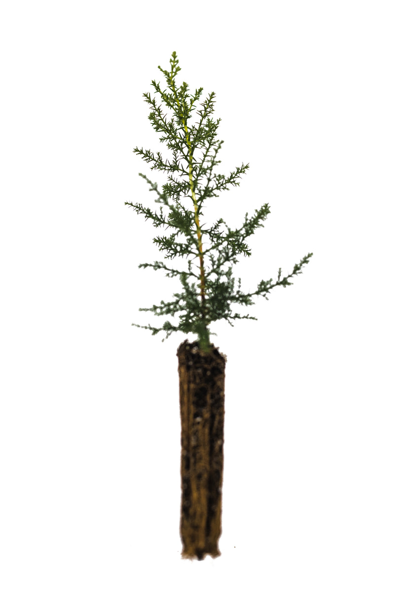 Santa Cruz Cypress | Lot of 30 Tree Seedlings – The Jonsteen Company