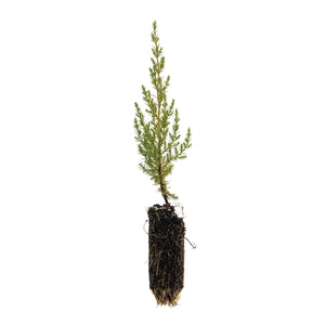 Sargent Cypress | Medium Tree Seedling | The Jonsteen Company