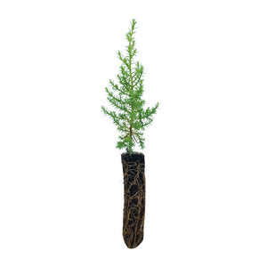 Sargent's Cypress | Lot of 30 Tree Seedlings | The Jonsteen Company
