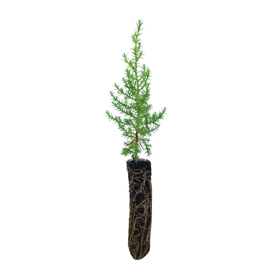 Sargent Cypress | Small Tree Seedling | The Jonsteen Company