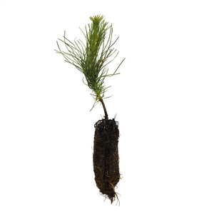 Scotch Pine | Medium Tree Seedling | The Jonsteen Company