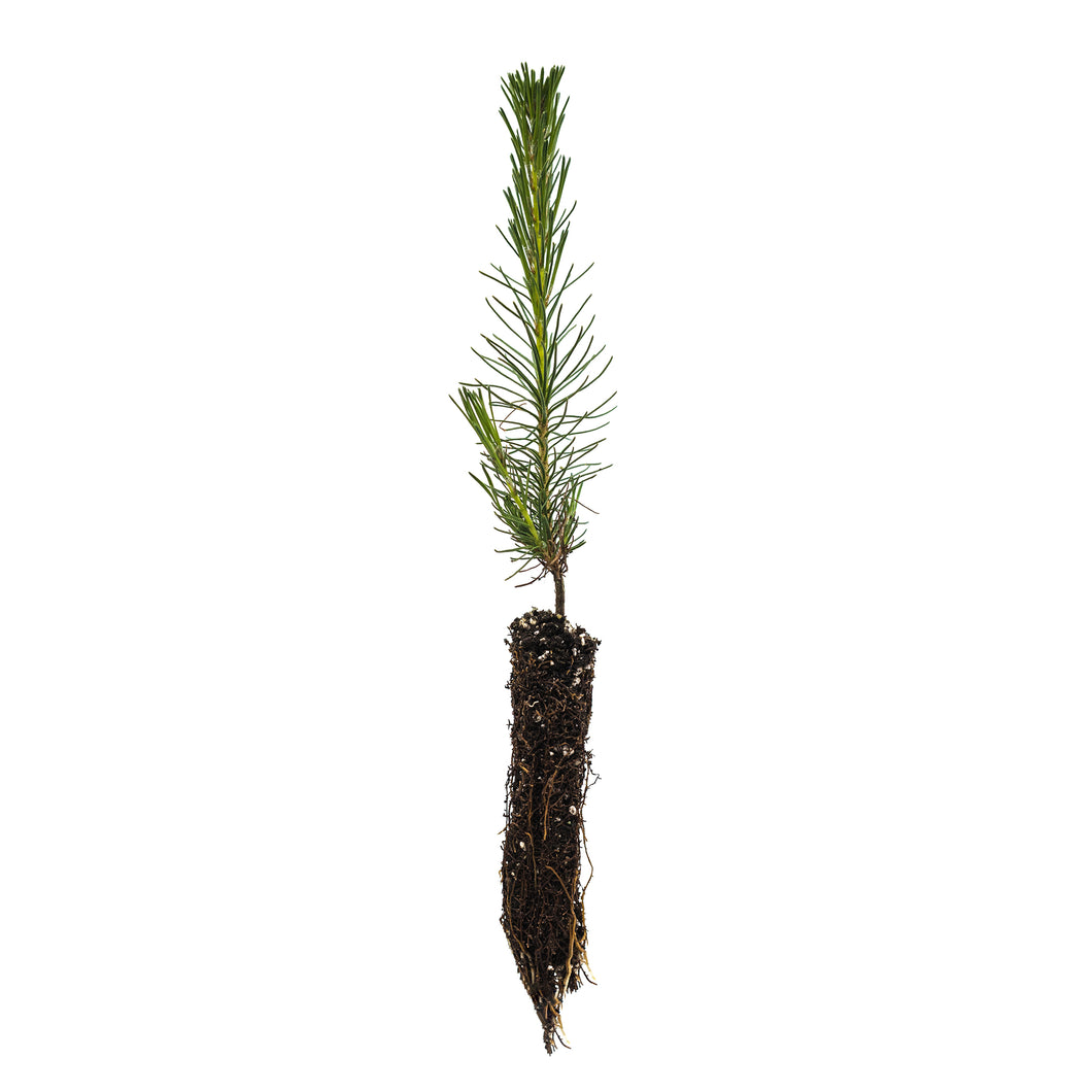 Scotch Pine | Small Tree Seedling | The Jonsteen Company