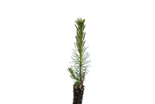 Load image into Gallery viewer, Scotch Pine | Small Tree Seedling | The Jonsteen Company
