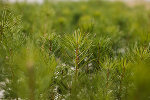 Scotch Pine | Lot of 30 Tree Seedlings | The Jonsteen Company