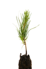 Load image into Gallery viewer, Scotch Pine | Medium Tree Seedling | The Jonsteen Company