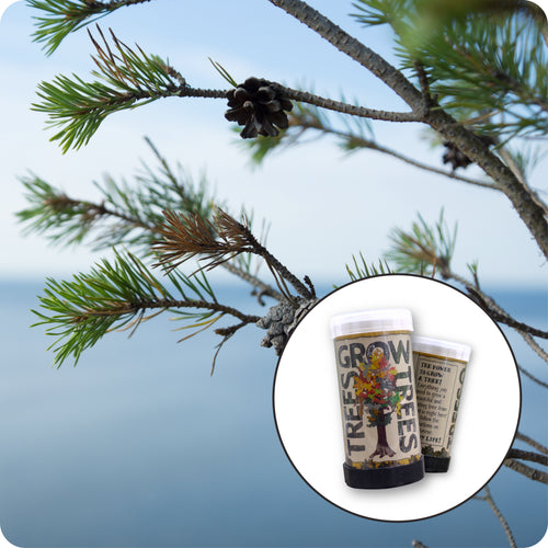 Scotch Pine | Mini-Grow Kit | The Jonsteen Company