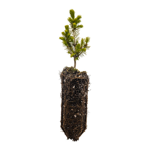 Serbian Spruce | Medium Tree Seedling | The Jonsteen Company