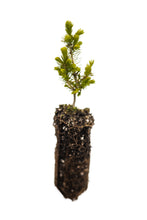 Load image into Gallery viewer, Serbian Spruce | Medium Tree Seedling | The Jonsteen Company
