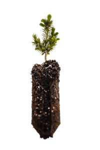 Serbian Spruce | Medium Tree Seedling | The Jonsteen Company