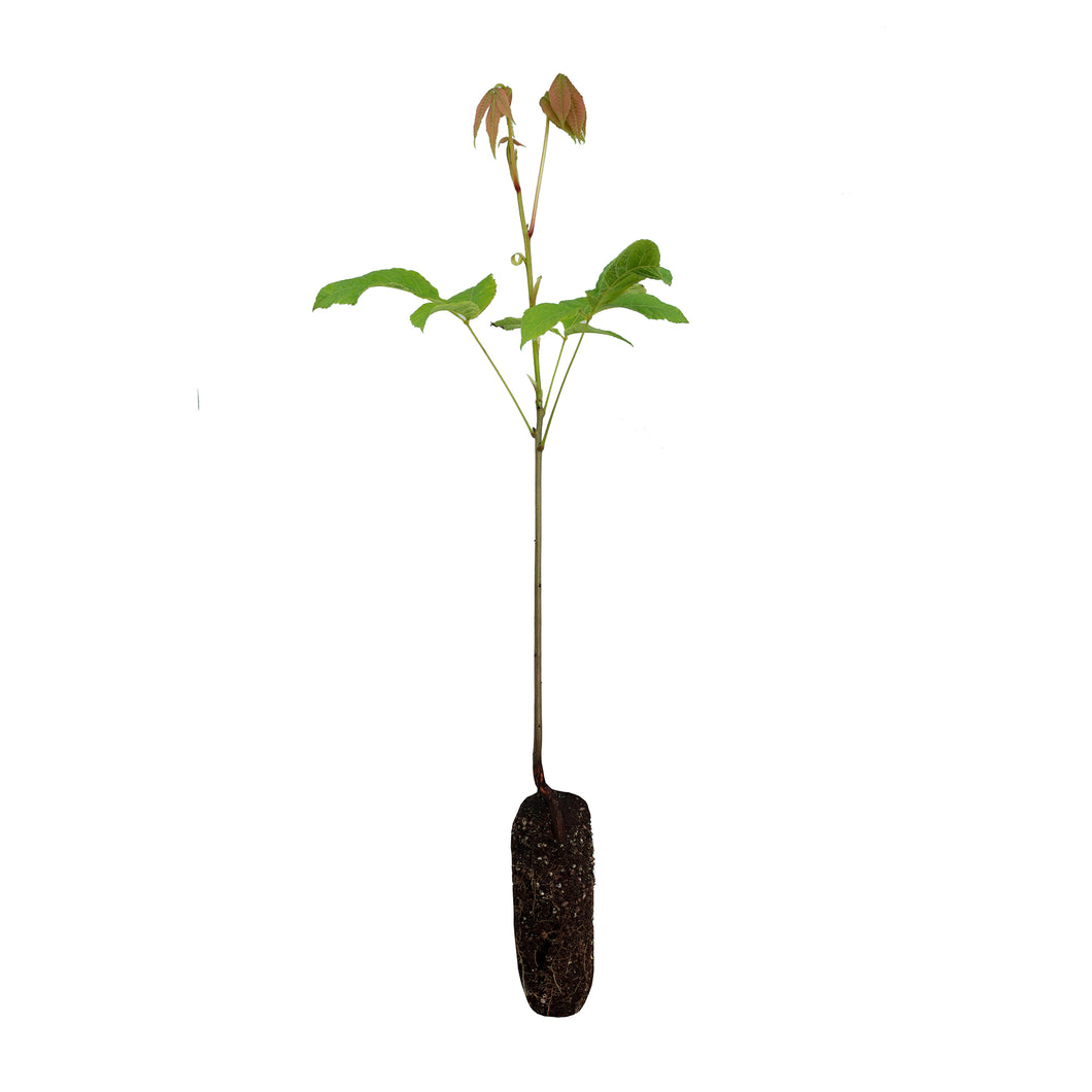 Shellbark Hickory | Medium Tree Seedling | The Jonsteen Company