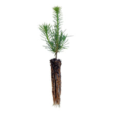 Load image into Gallery viewer, Shore Pine | Lot of 30 Tree Seedlings | The Jonsteen Company