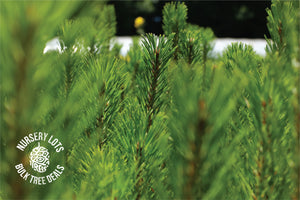 Shore Pine | Lot of 30 Tree Seedlings | The Jonsteen Company