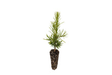Load image into Gallery viewer, Siberian Larch | Small Tree Seedling | The Jonsteen Company