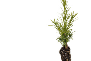Siberian Larch | Small Tree Seedling | The Jonsteen Company