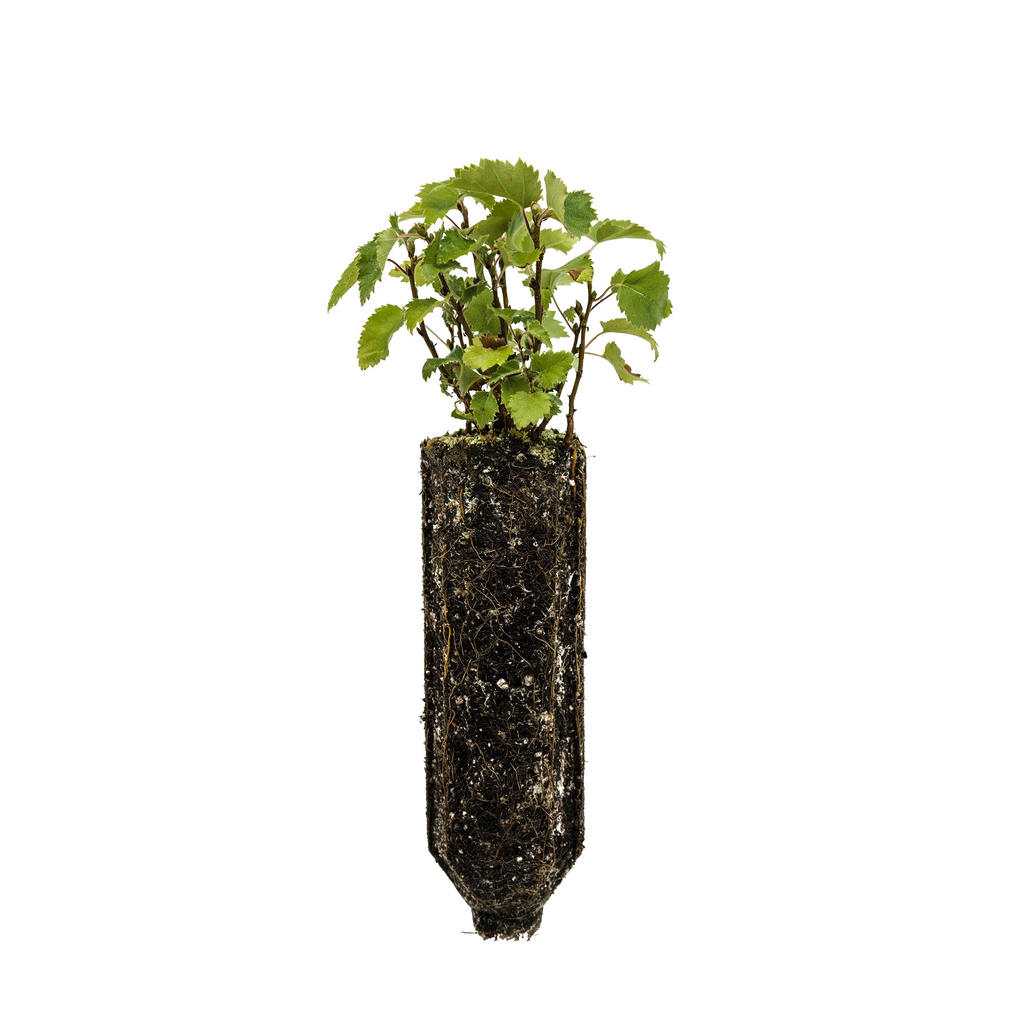 birch bonsai tree for sale Silver Birch