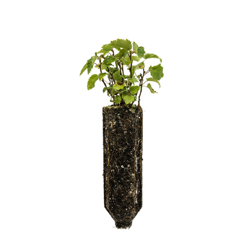 Silver Birch | Tree Seedling Cluster | The Jonsteen Company