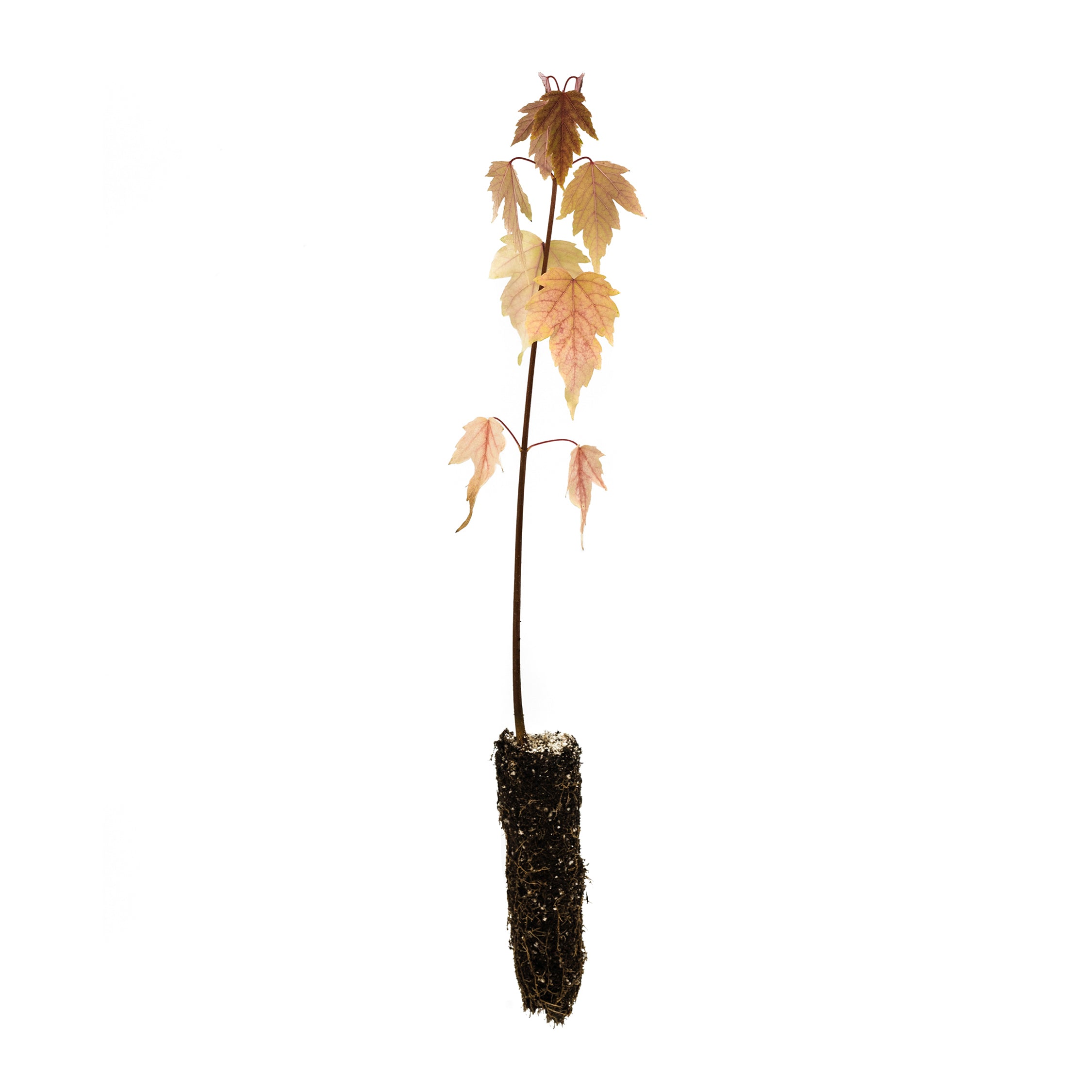 planting silver maple seeds Silver Maple