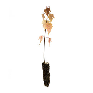 Silver Maple | Small Tree Seedling | The Jonsteen Company