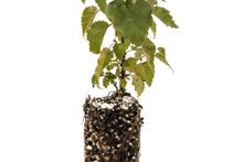 Load image into Gallery viewer, Silver Birch | Medium Tree Seedling | The Jonsteen Company