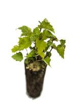 Load image into Gallery viewer, Silver Birch | Tree Seedling Cluster | The Jonsteen Company