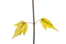 Load image into Gallery viewer, Silver Maple | Medium Tree Seedling | The Jonsteen Company