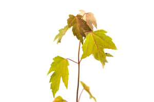 Silver Maple | Medium Tree Seedling | The Jonsteen Company