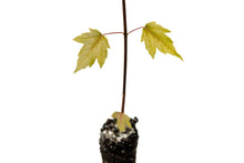 Load image into Gallery viewer, Silver Maple | Medium Tree Seedling | The Jonsteen Company