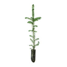 Load image into Gallery viewer, Sitka Spruce | Medium Tree Seedling | The Jonsteen Company