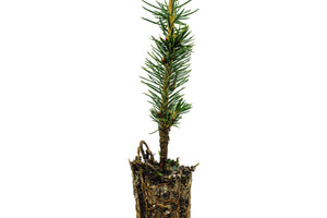 Sitka Spruce | Small Tree Seedling | The Jonsteen Company
