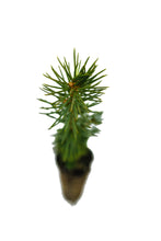 Load image into Gallery viewer, Sitka Spruce | Small Tree Seedling | The Jonsteen Company