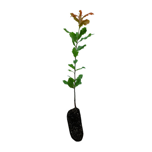 Southern Live Oak | Medium Tree Seedling | The Jonsteen Company