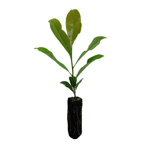 Southern Magnolia | Small Tree Seedling | The Jonsteen Company