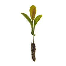 Load image into Gallery viewer, Southern Magnolia | Small Tree Seedling | The Jonsteen Company
