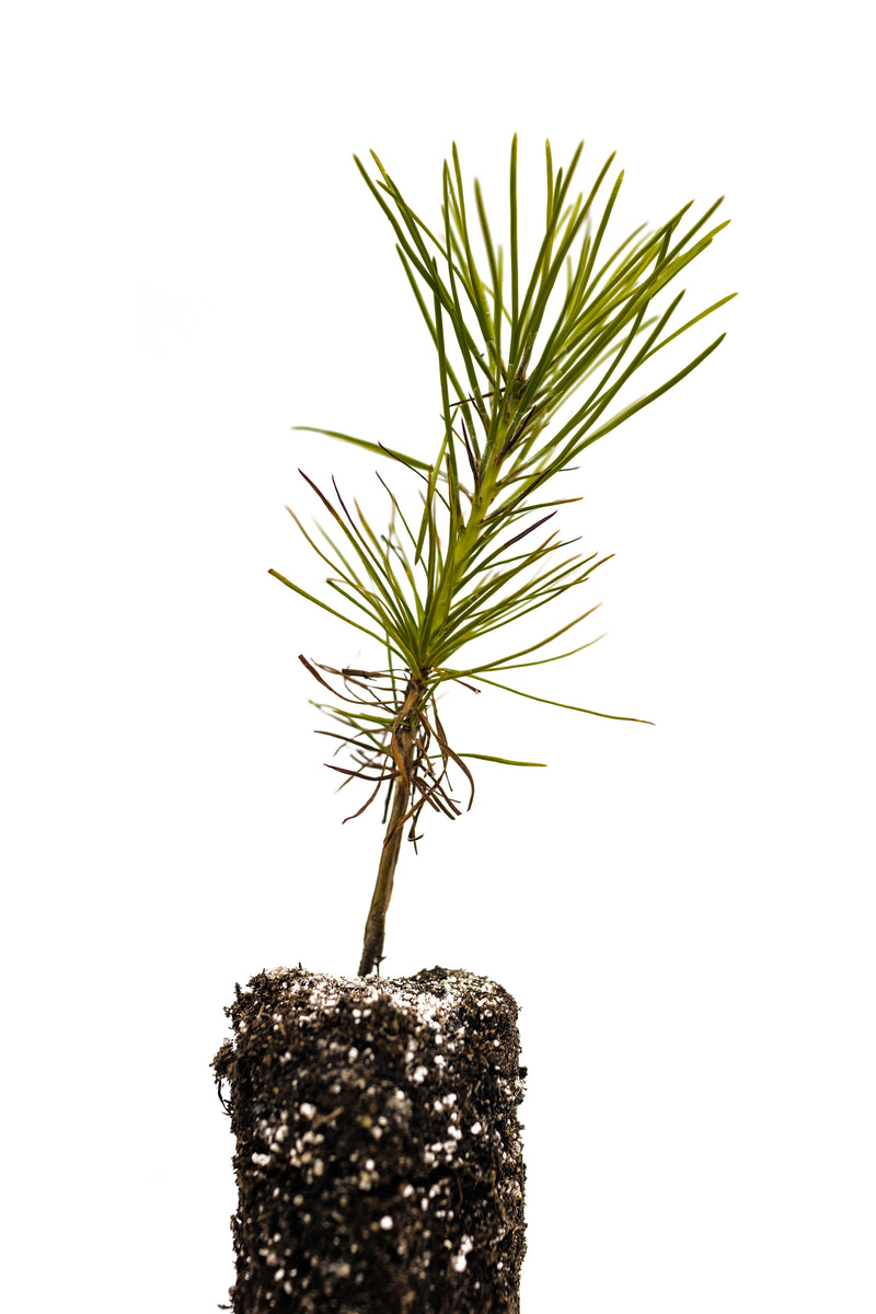 Southern Chinese Pine | Medium Tree Seedling – The Jonsteen Company