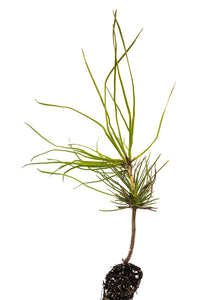 Southern Chinese Pine | Small Tree Seedling | The Jonsteen Company