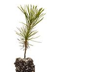 Load image into Gallery viewer, Southern Chinese Pine | Medium Tree Seedling | The Jonsteen Company